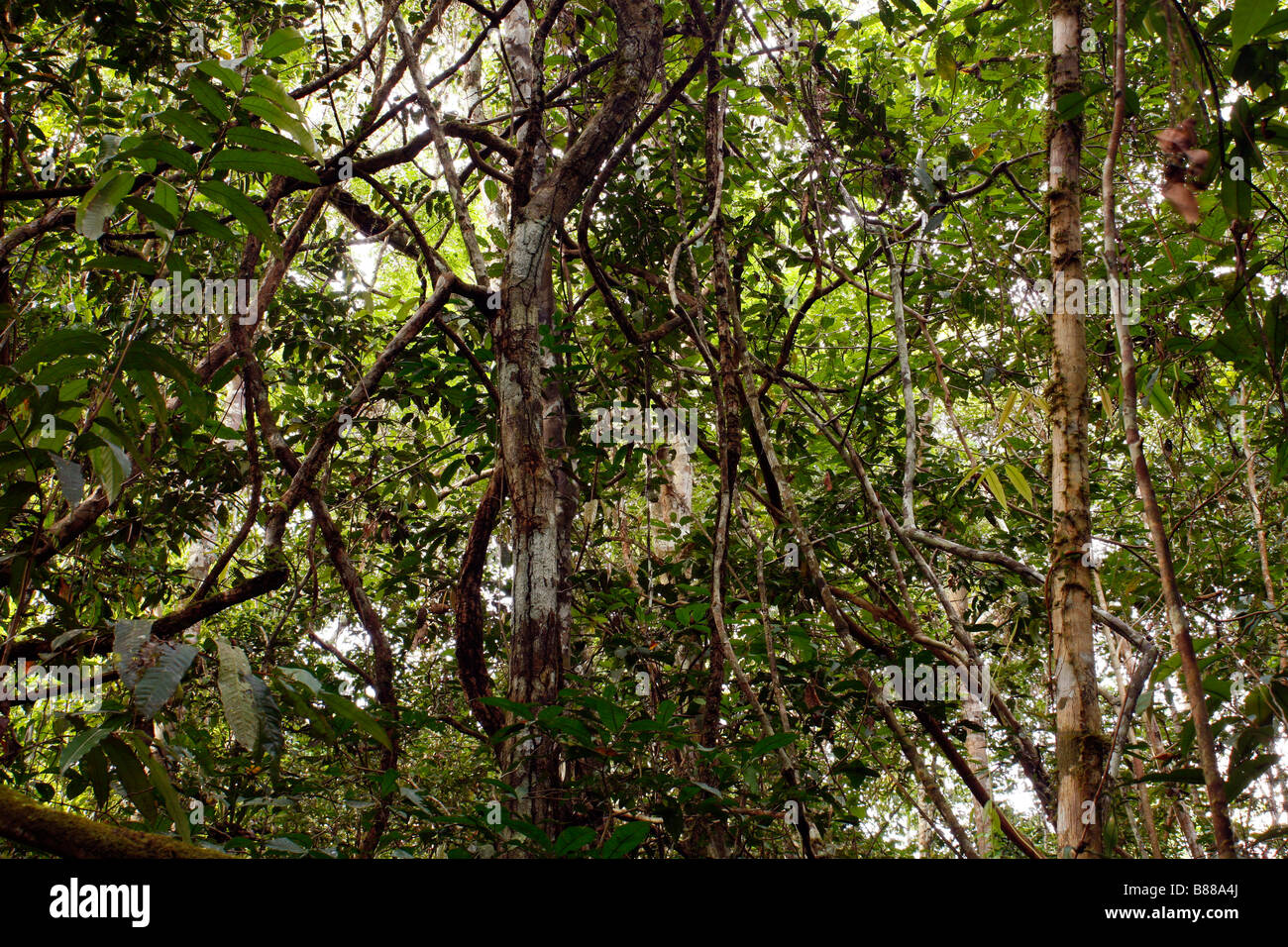 Dichten Regenwald Unterholz im peruanischen Amazonasgebiet Stockfoto