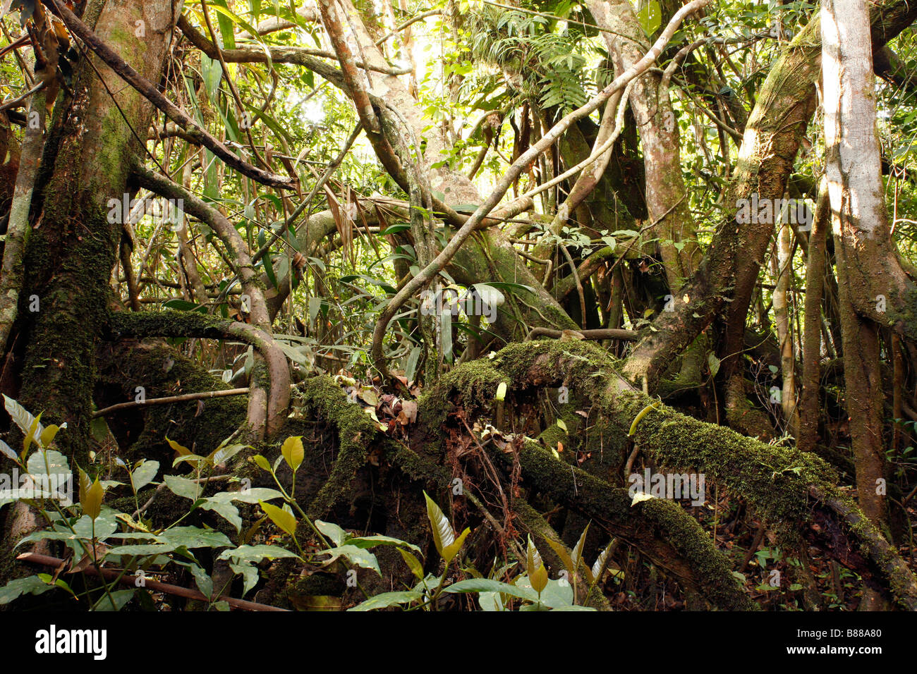 Gewirr von Wurzeln auf dem Boden des Regenwaldes Stockfoto