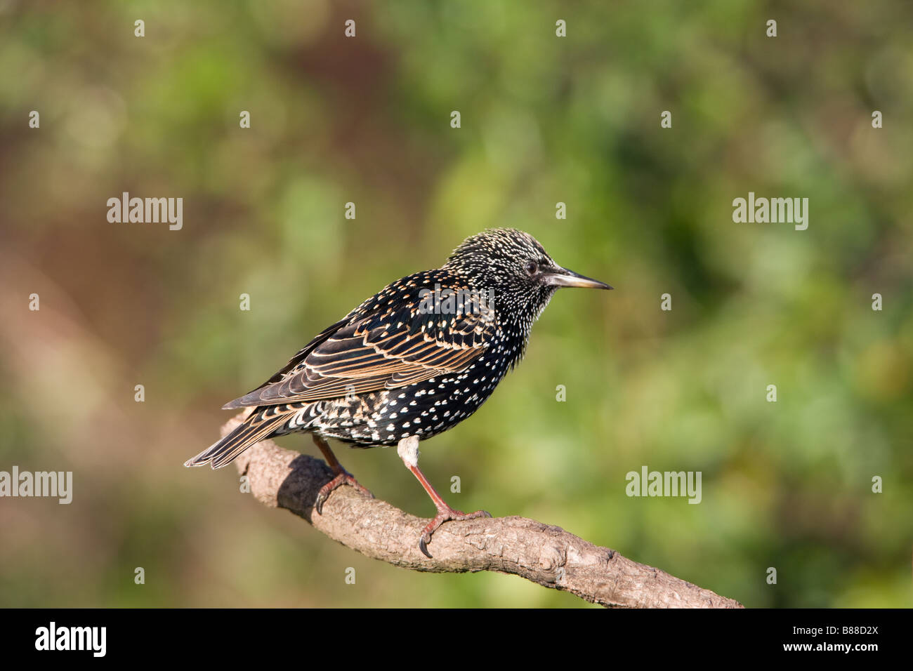 Gemeinsamen Starling Sturnis Vulgaris erwachsener Winter plumaged Vogel sitzend auf einem Toten Ast Stockfoto