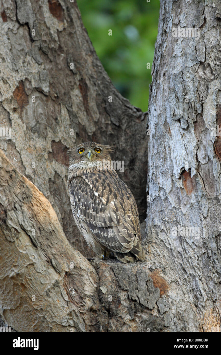 Brown-Fisch-Eule-Ketupa Zeylonensis sitzen in den Ast eines Baumes Blickkontakt Stockfoto