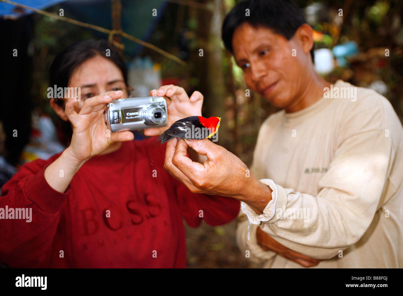 Biologen fotografieren eine Draht-tailed Manakin eingefangen in einem Nebel net im peruanischen Amazonasgebiet Stockfoto