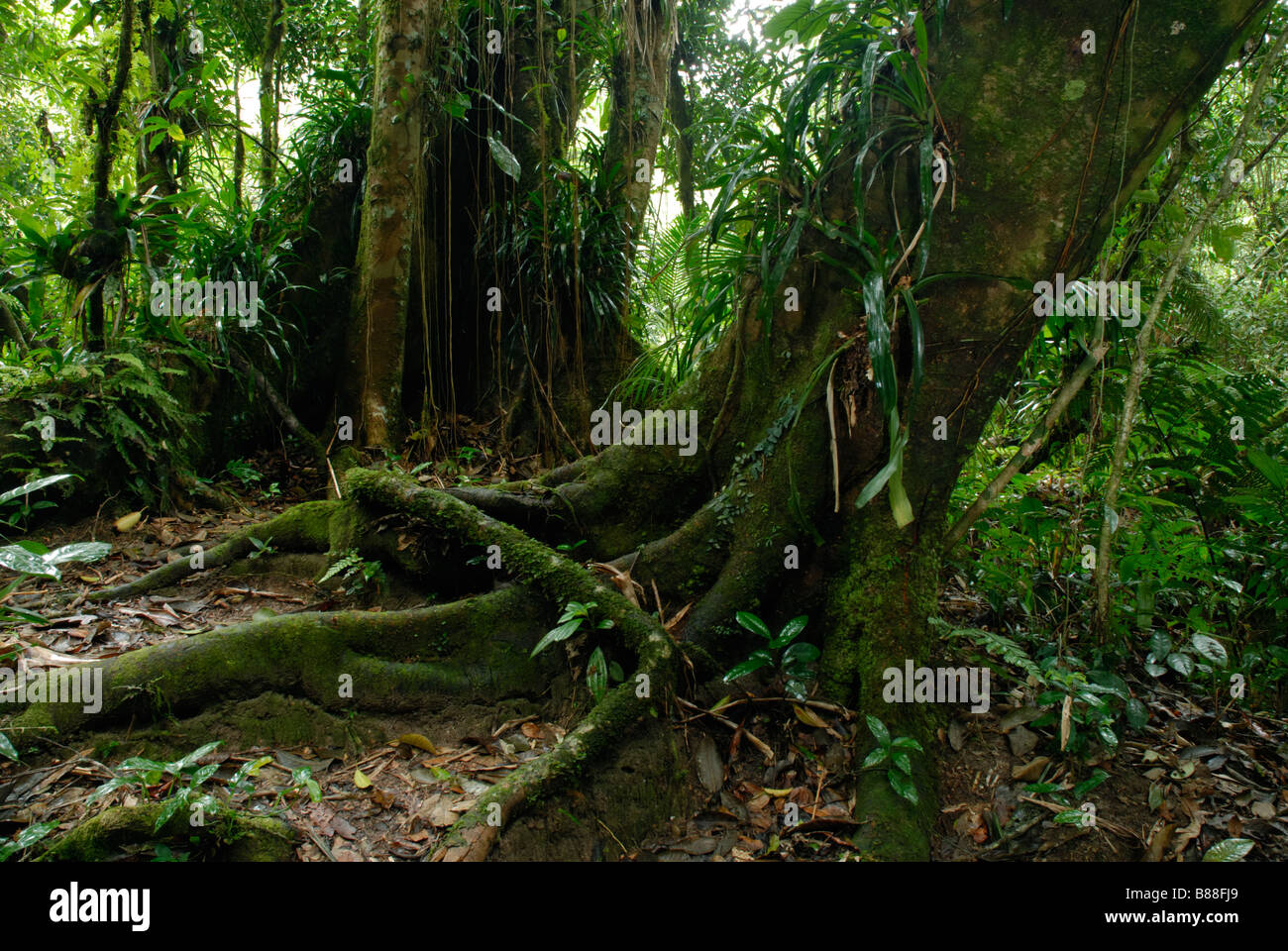 Strebepfeiler Wurzeln in das Innere des Atlantischen Regenwalds Stockfoto