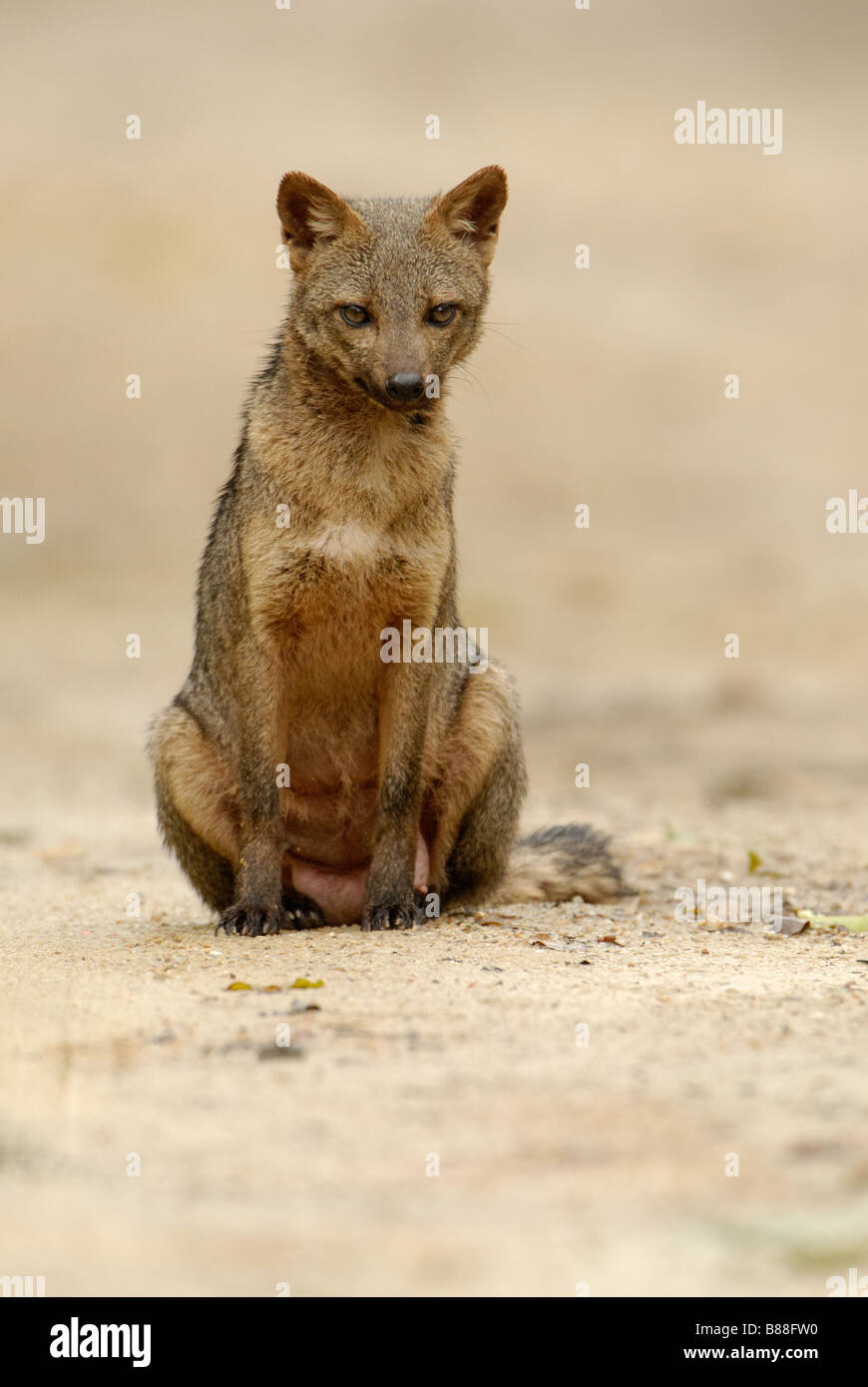 Krabbe - Essen Fox Stockfoto