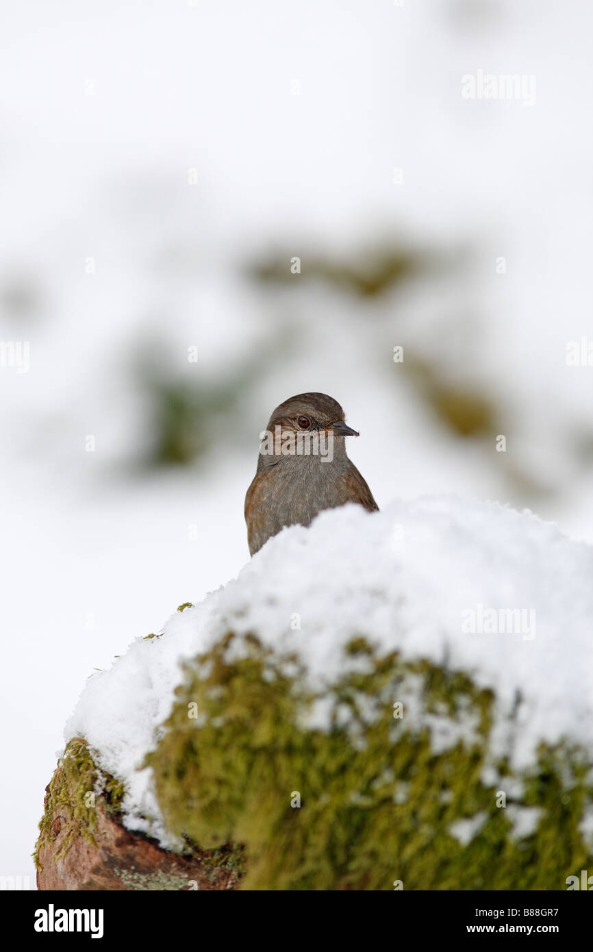 HEDGE SPARROW Prunella Modularis hocken auf Schnee bedeckte stumpf Stockfoto