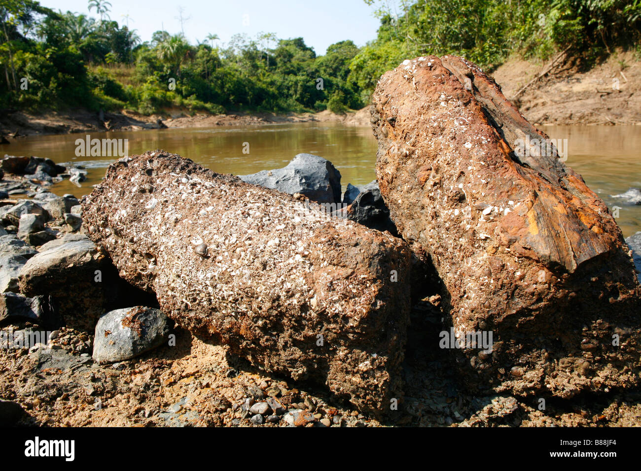 Versteinerte Baumstämme neben dem Rio Manati in der Nähe von Iquitos, Peru Stockfoto