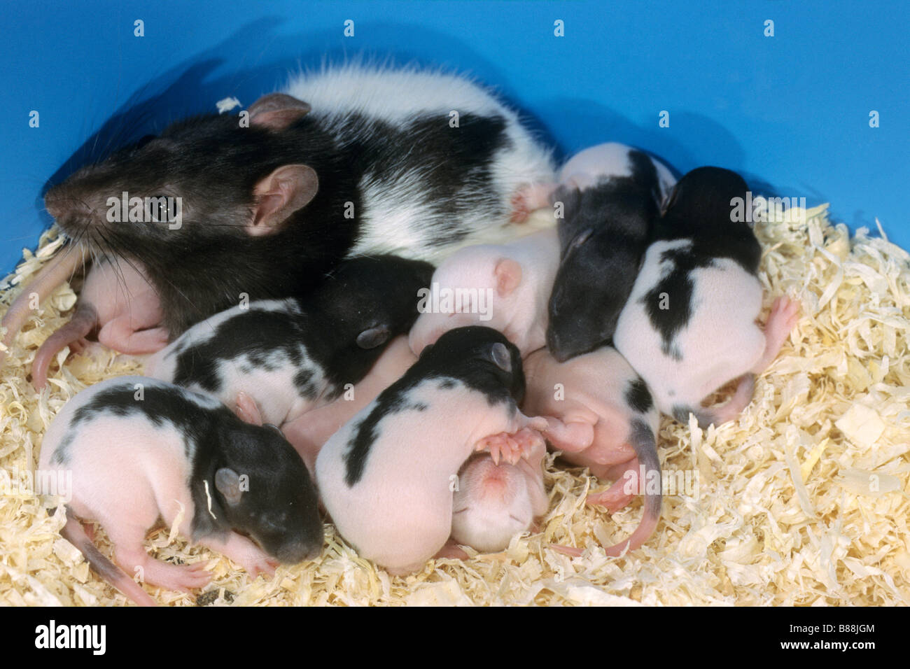 Ausgefallene Ratte (Rattus Norvegicus Domesticus), zehn Tage alten Jungen mit Mutter im nest Stockfoto