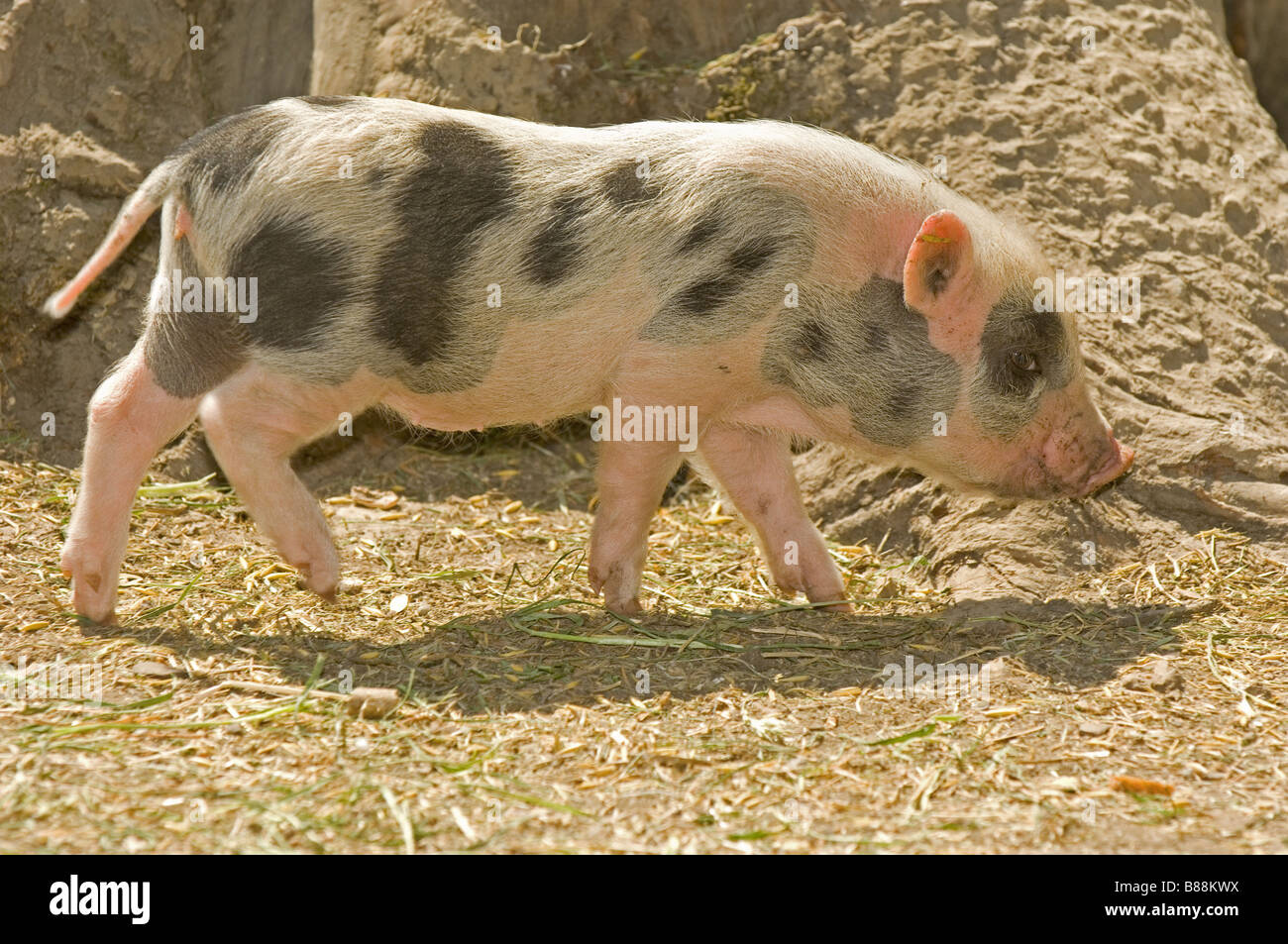 Hausschwein, Miniaturschwein (Sus scrofa domestica). Ferkel, die auf Stroh laufen Stockfoto