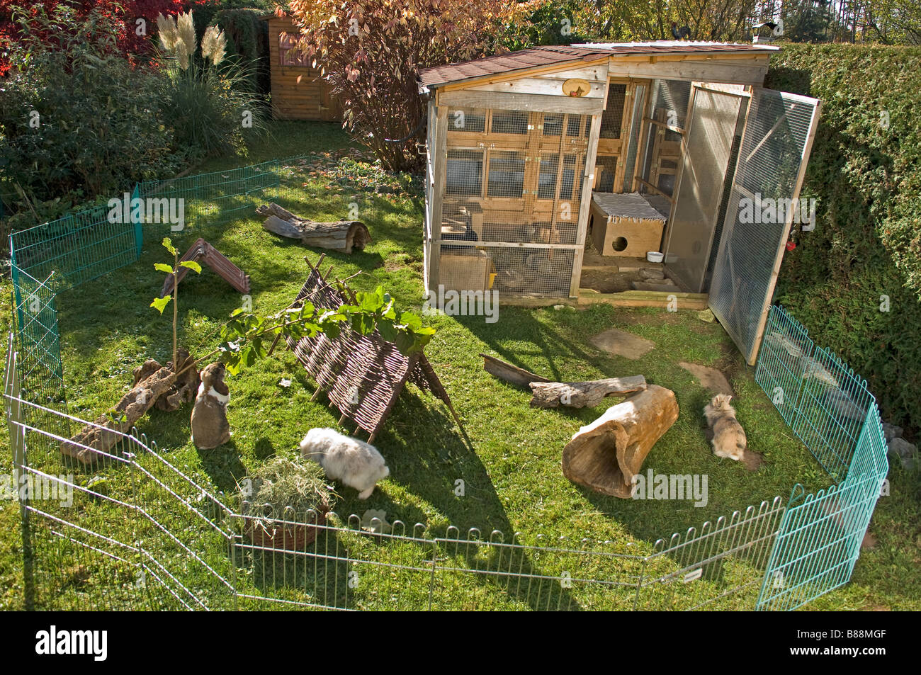 Kaninchen im Außengehege Stockfotografie - Alamy