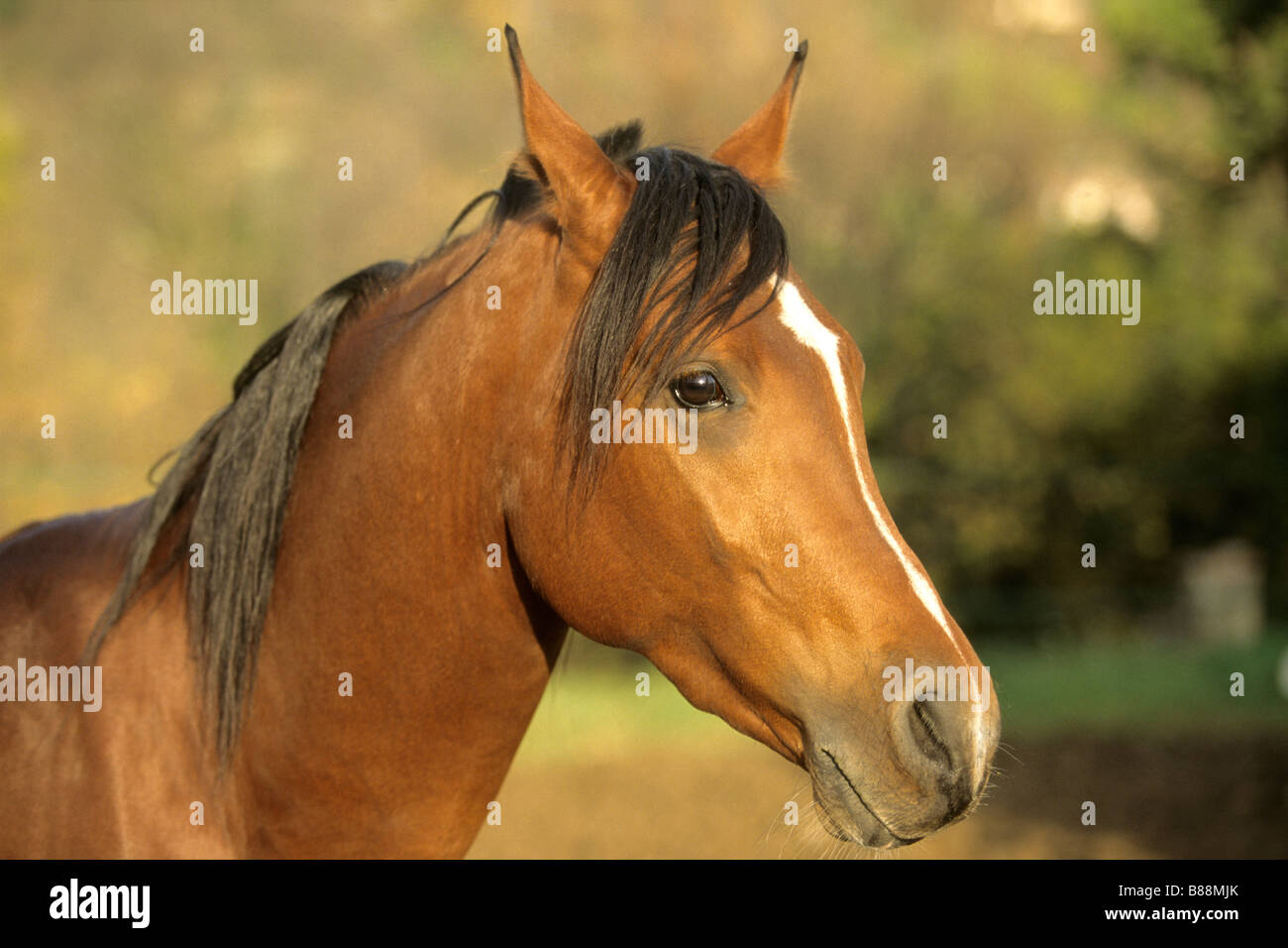 Arabisches Pferd (Equus Caballus), portrait Stockfoto