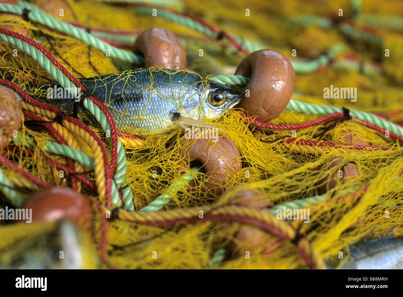 Fisch im Netz Stockfoto