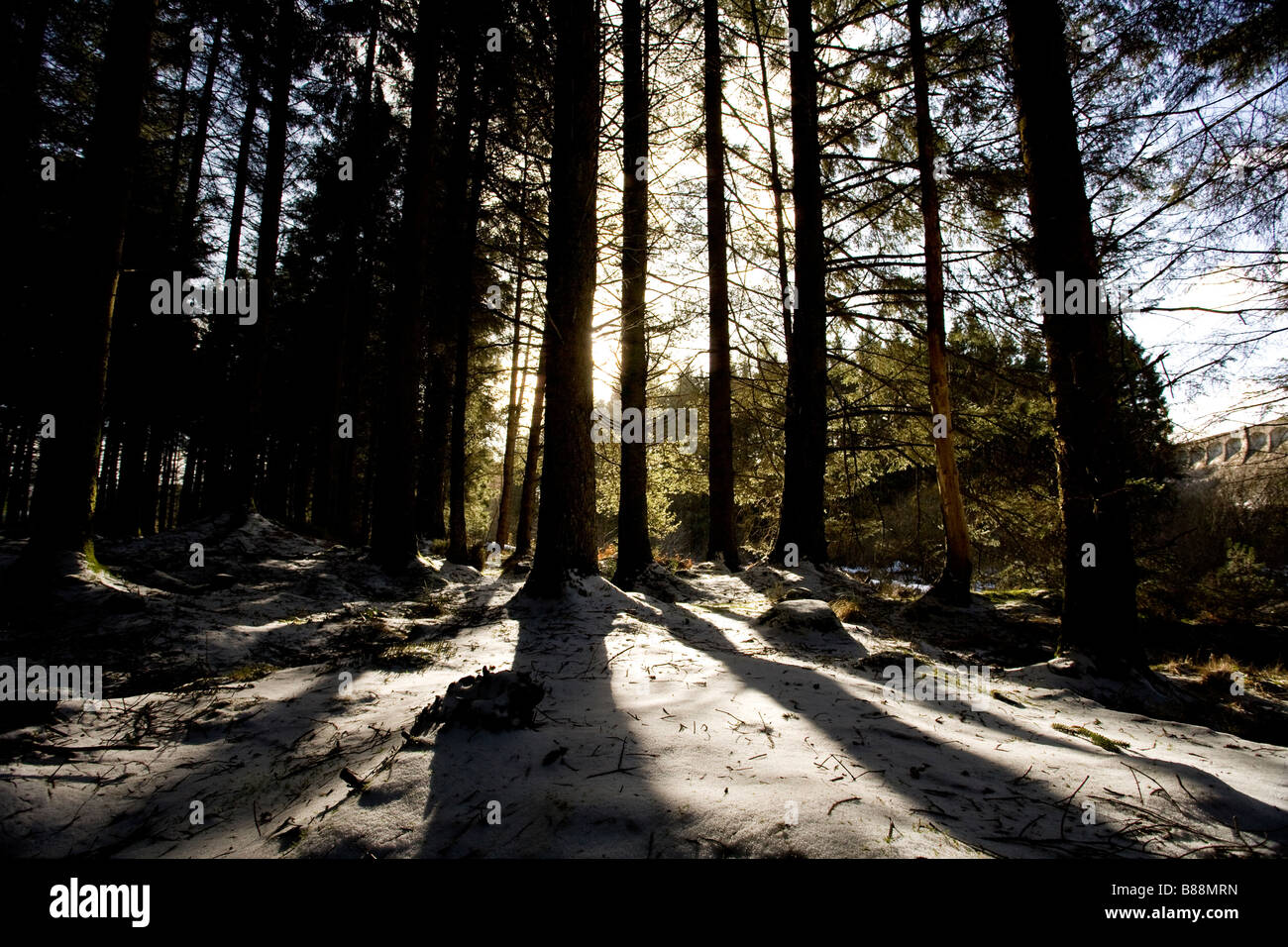 Galloway Waldpark Dumfries and Galloway, Schottland Stockfoto