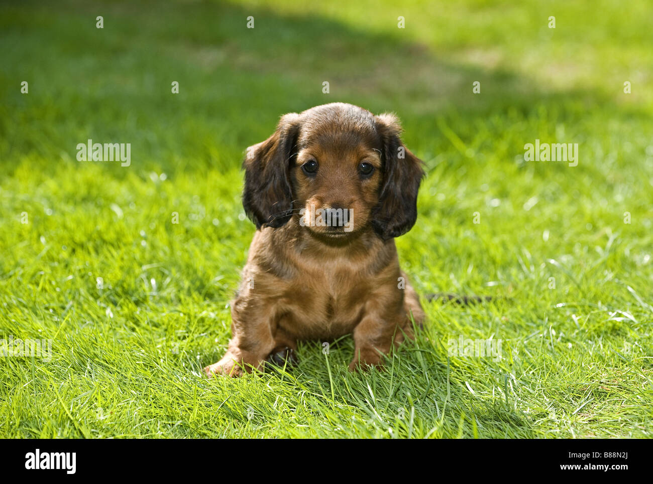 langhaarige Miniatur Dackel Hund - Welpe auf Wiese Stockfoto