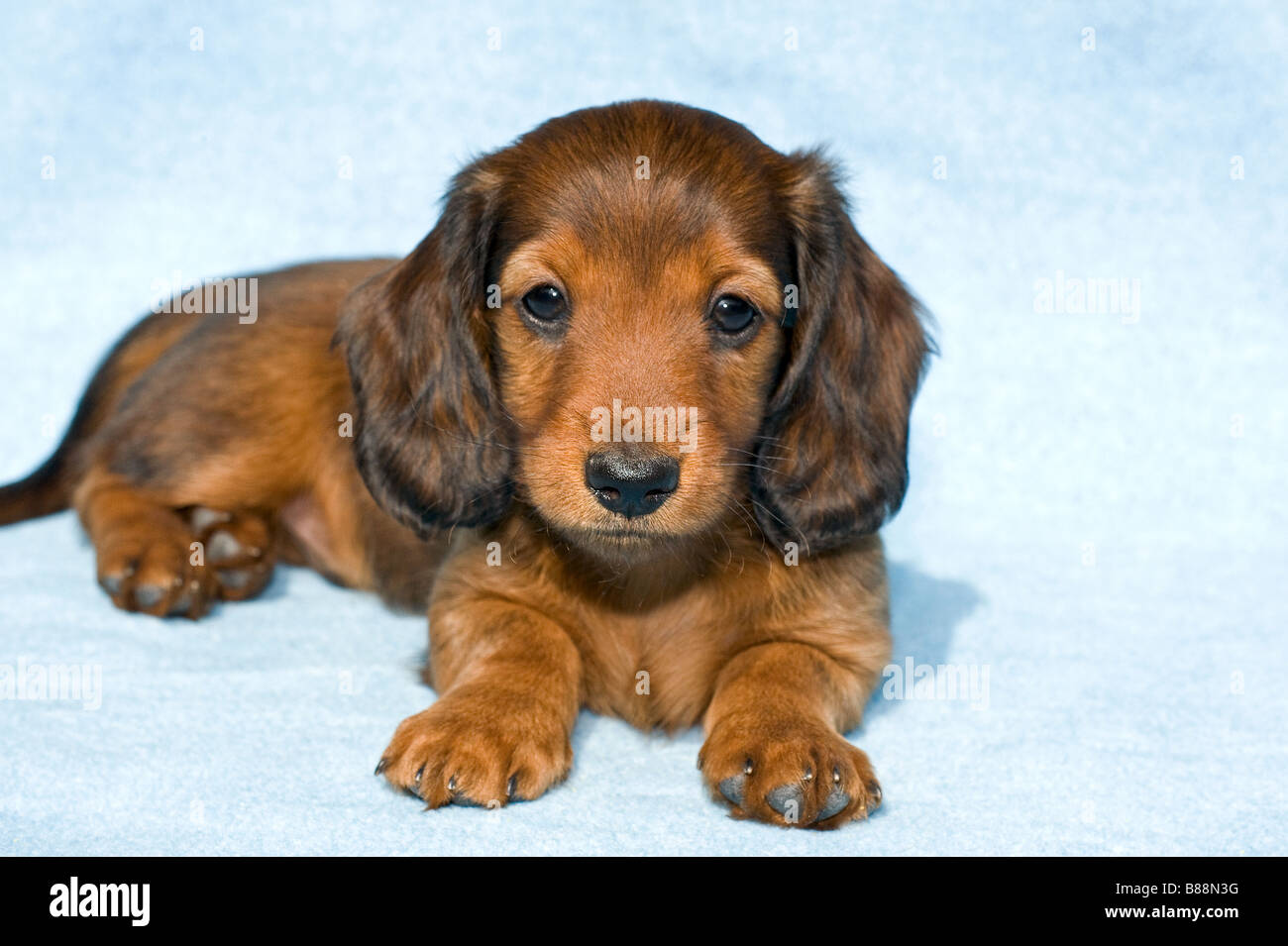 langhaarige Miniatur Dackel Hund - Welpe auf Decke Stockfoto