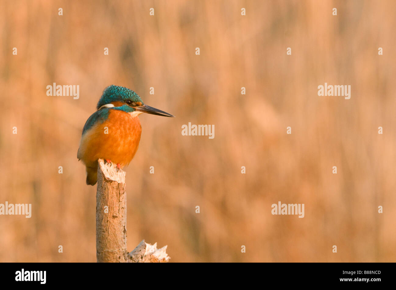 Eisvogel auf Ast Stockfoto