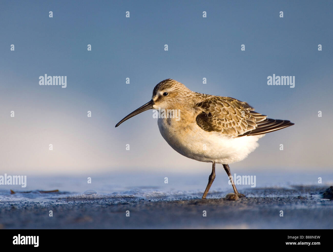 Sichelstrandläufer - zu Fuß / Calidris Ferruginea Stockfoto