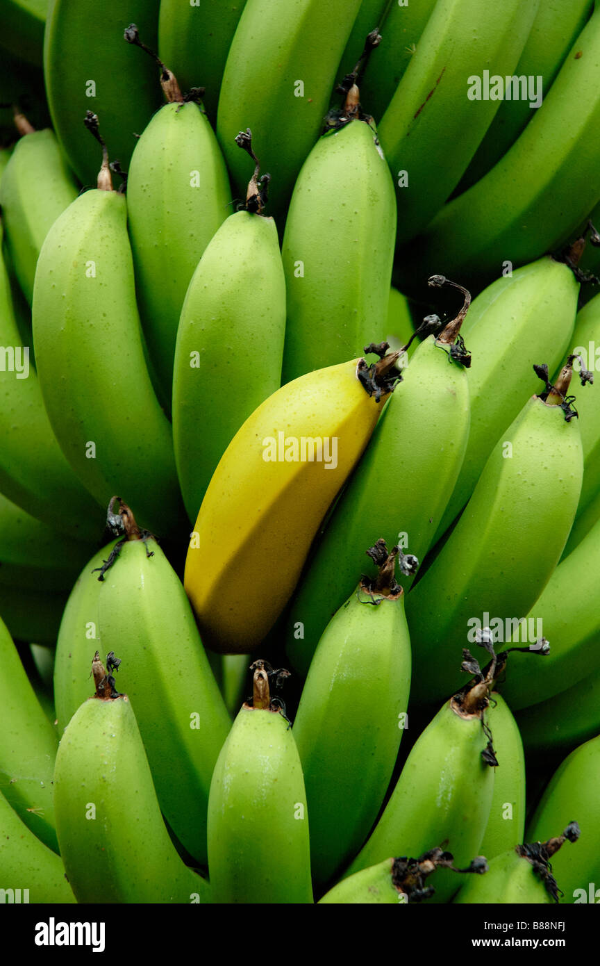 Ein Unikat Stockfoto