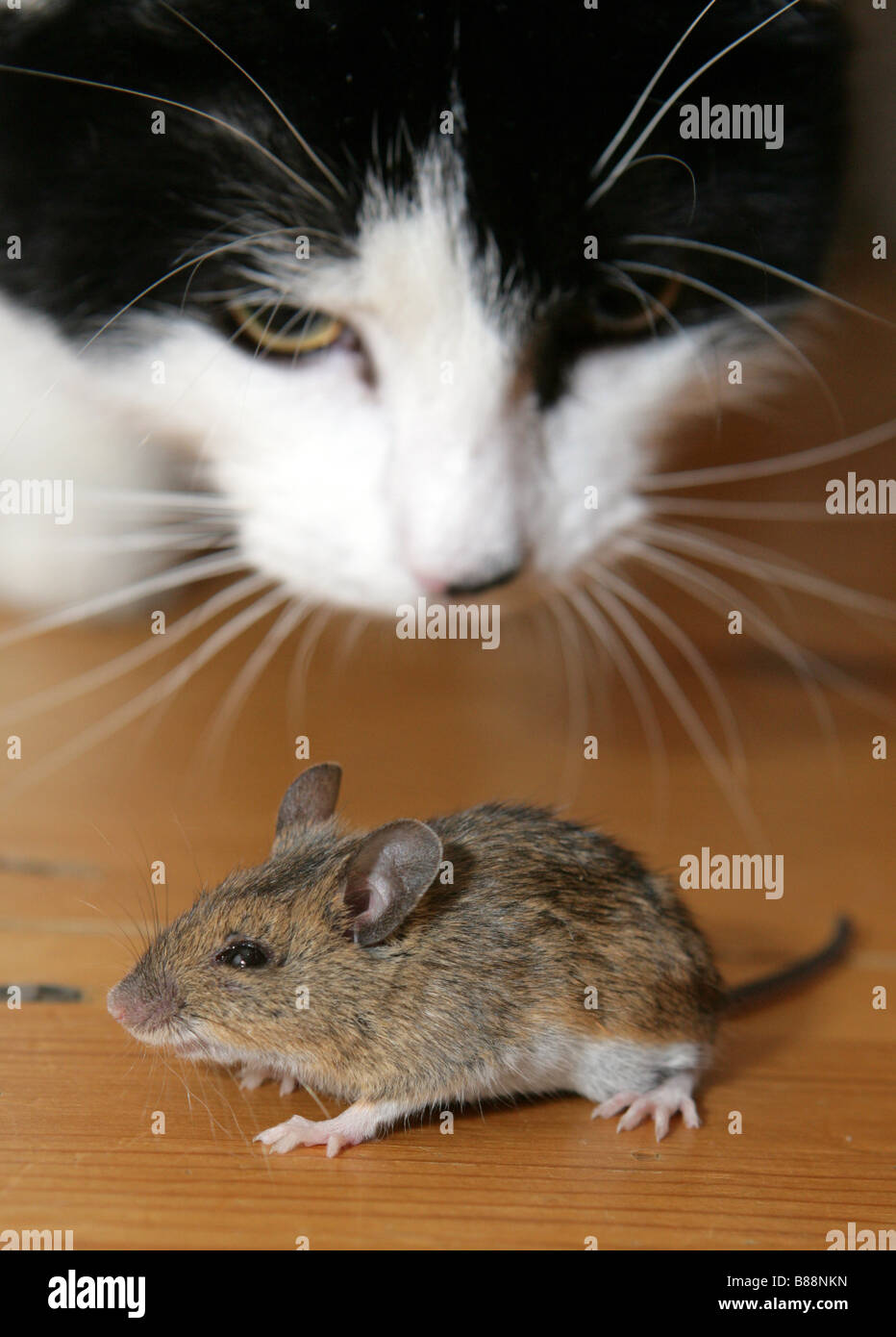 Katze jagt Maus Stockfoto