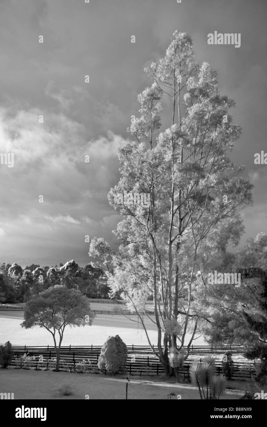 Eukalyptus-Baum und Polo erdet la Sabana nahe Bogota Kolumbien Stockfoto