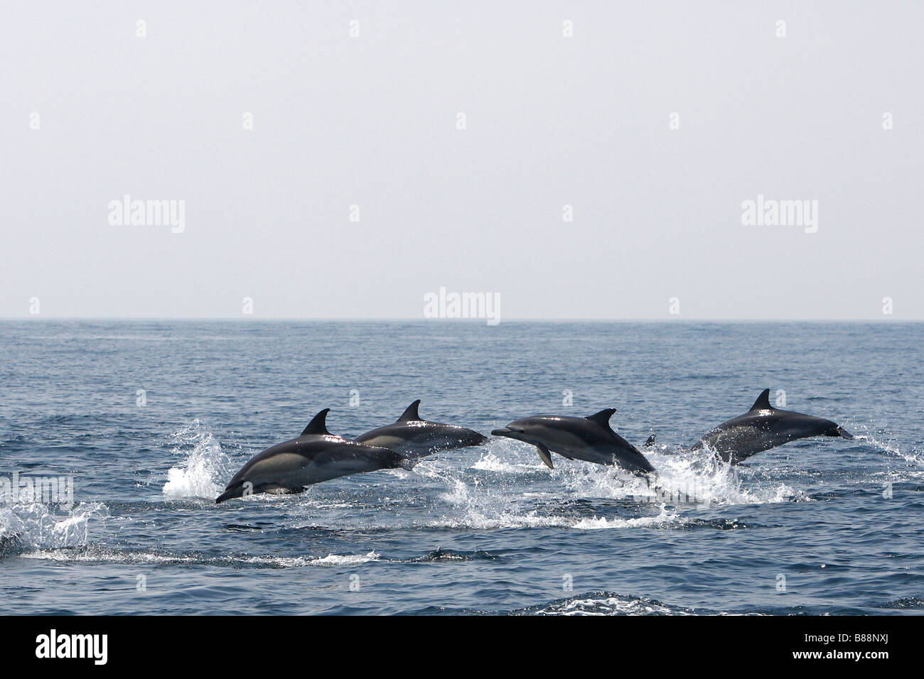 Gemeiner Delfin, kurzer Schnabel Gemeiner Delfin (Delphinus Delphis). Schule in der Meerenge von Gibraltar verletzt Stockfoto