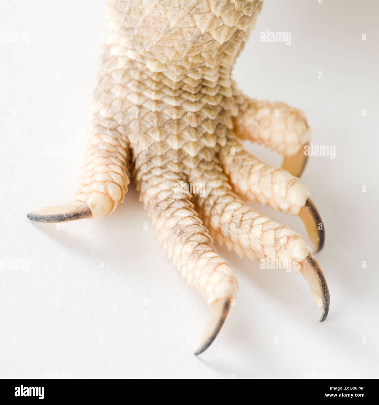 Klaue eines Reptils Stockfoto