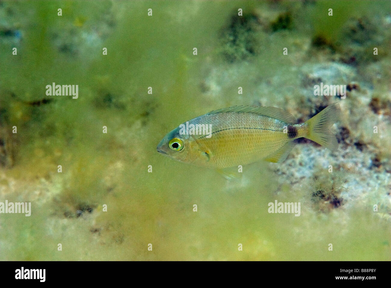ringförmige Dorade am felsigen Strand Stockfoto
