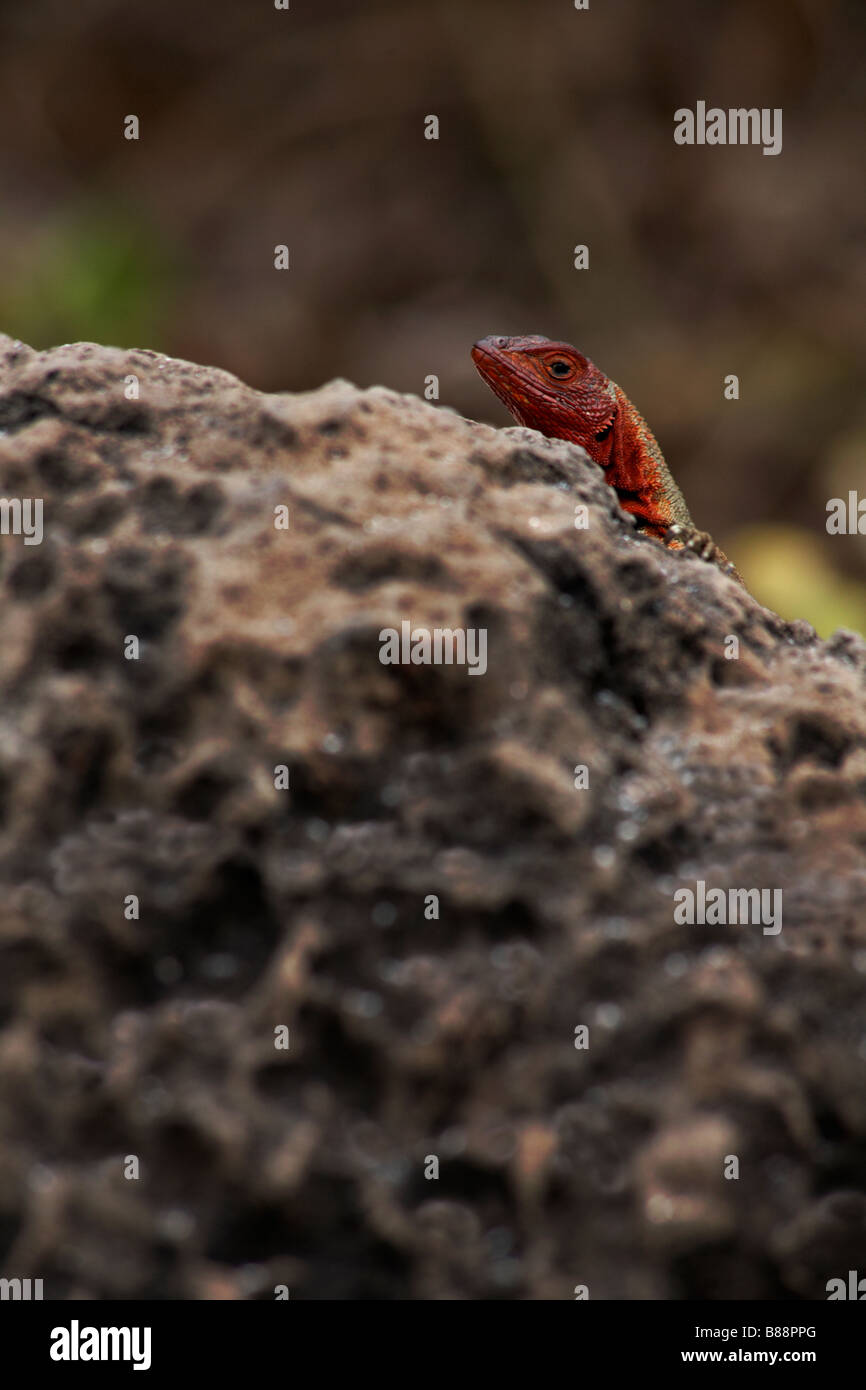 Lava Eidechse, Microlophus spp delanonis, lugen hinter einem Felsen an Gardner Bay, Espanola Island, Galapagos, Ecuador im September Stockfoto