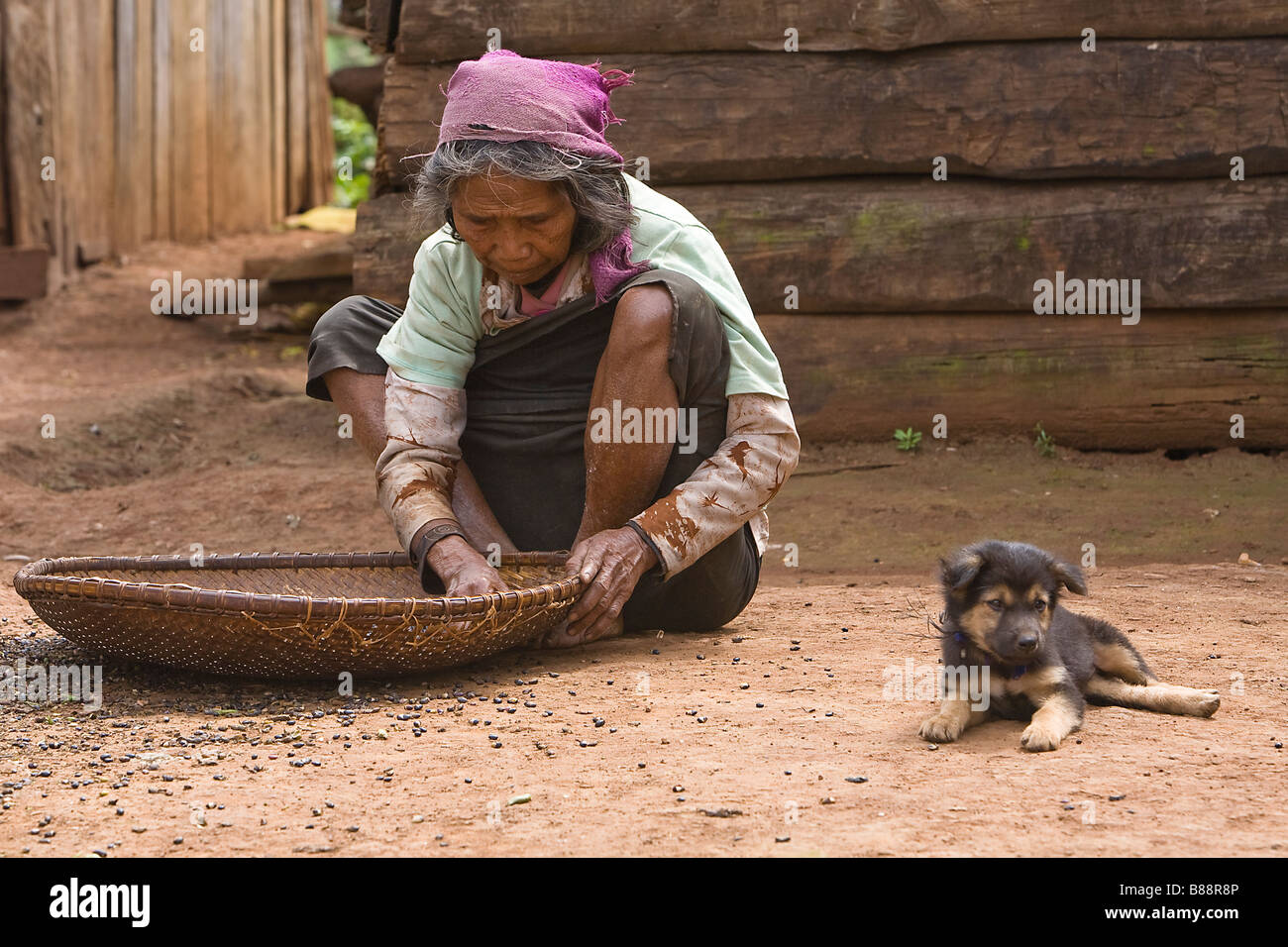 alte Sortierung Kaffee in Vietnam mit Hund Stockfoto