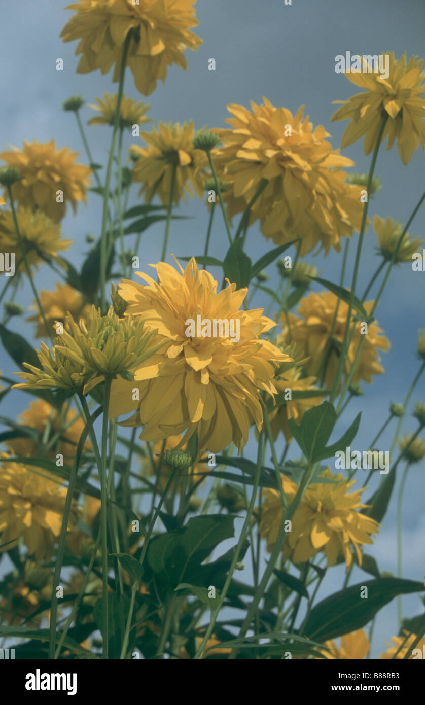 Heliopsis in voller Blüte im Spätsommer Garten. Stockfoto