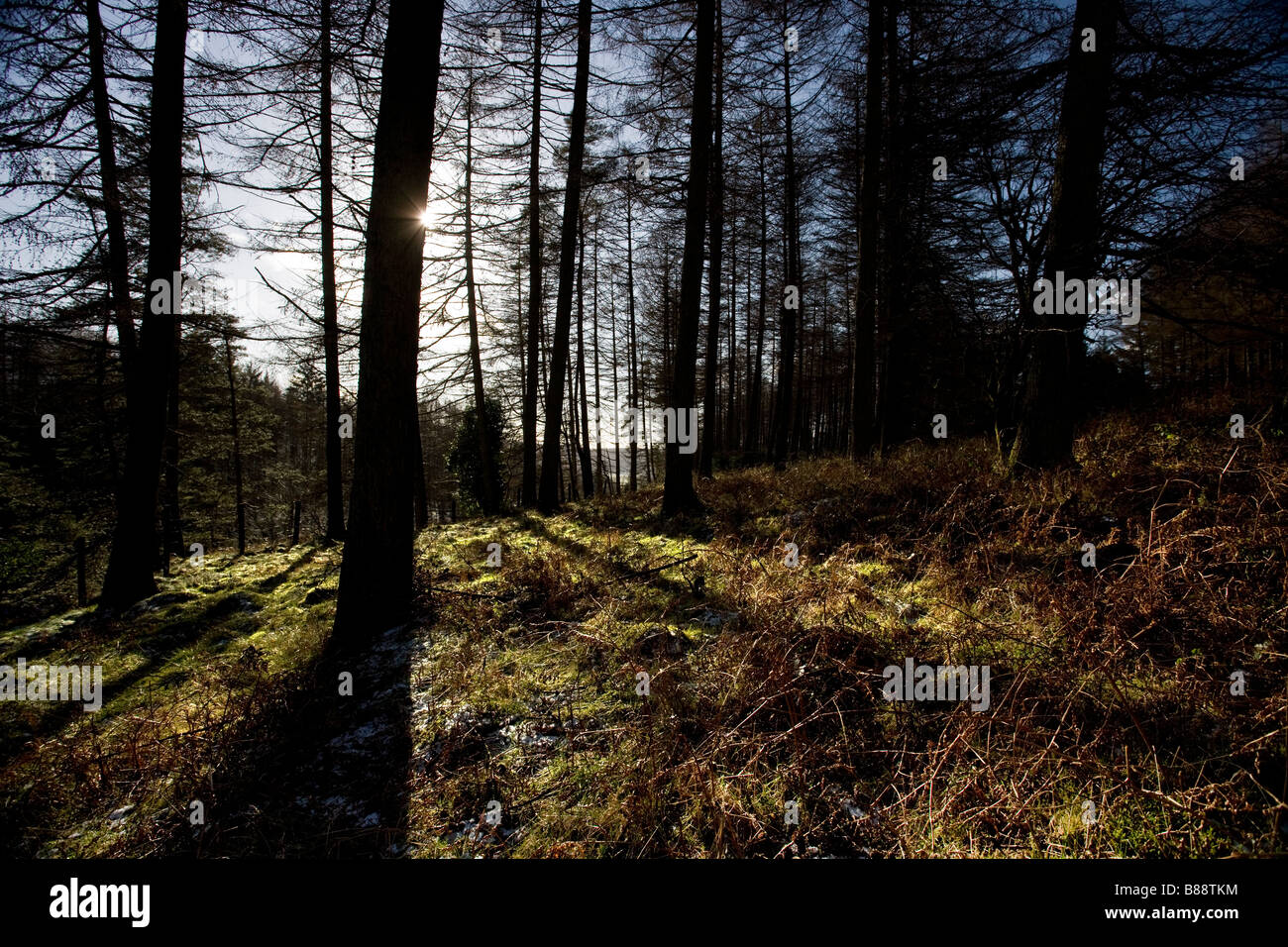 Galloway Waldpark Dumfries and Galloway, Schottland Stockfoto