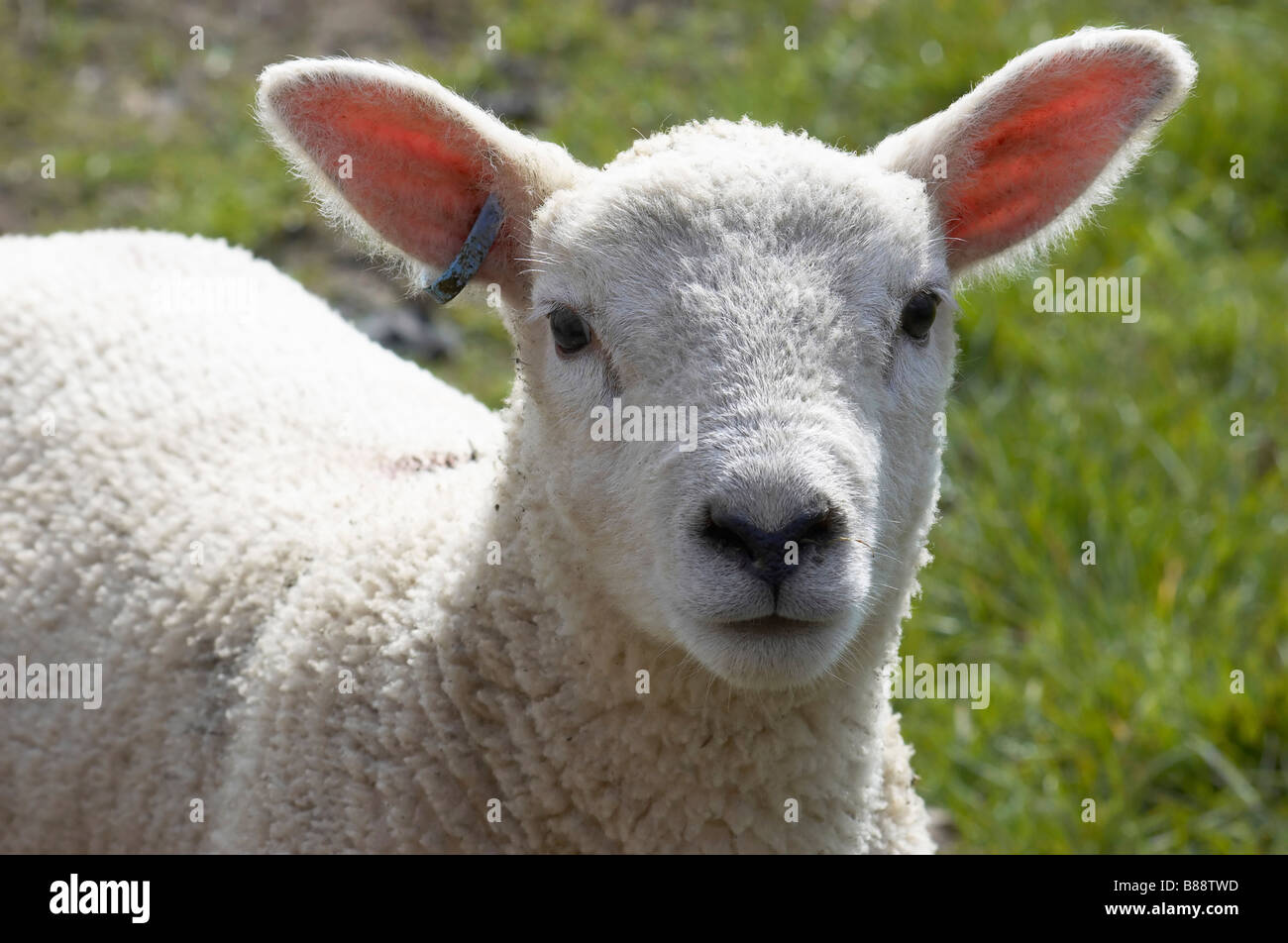 Ein junges Lamm in einem Feld im Frühjahr Stockfoto
