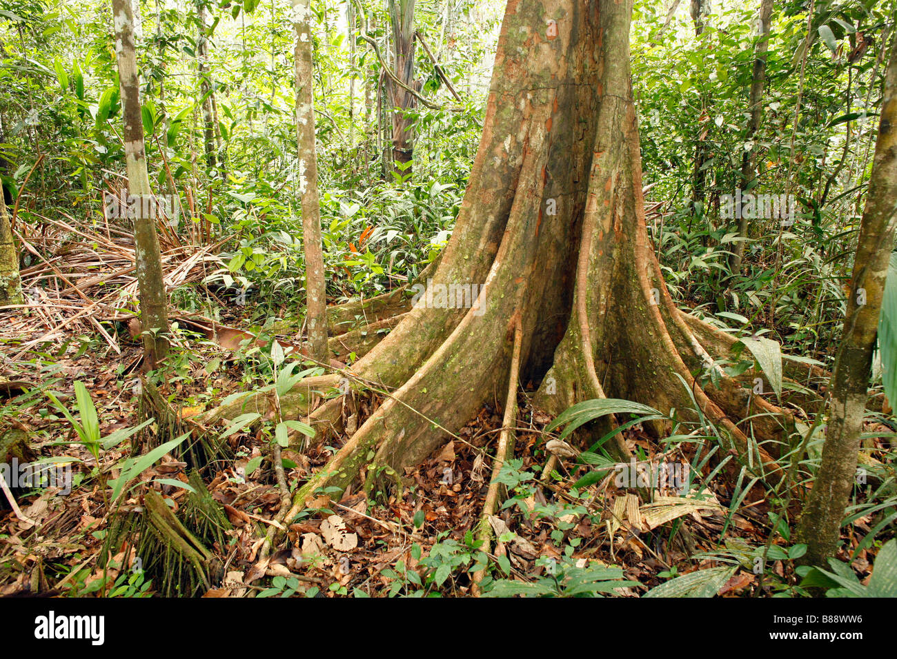 Festungsstadt Baum im peruanischen Amazonasgebiet Stockfoto