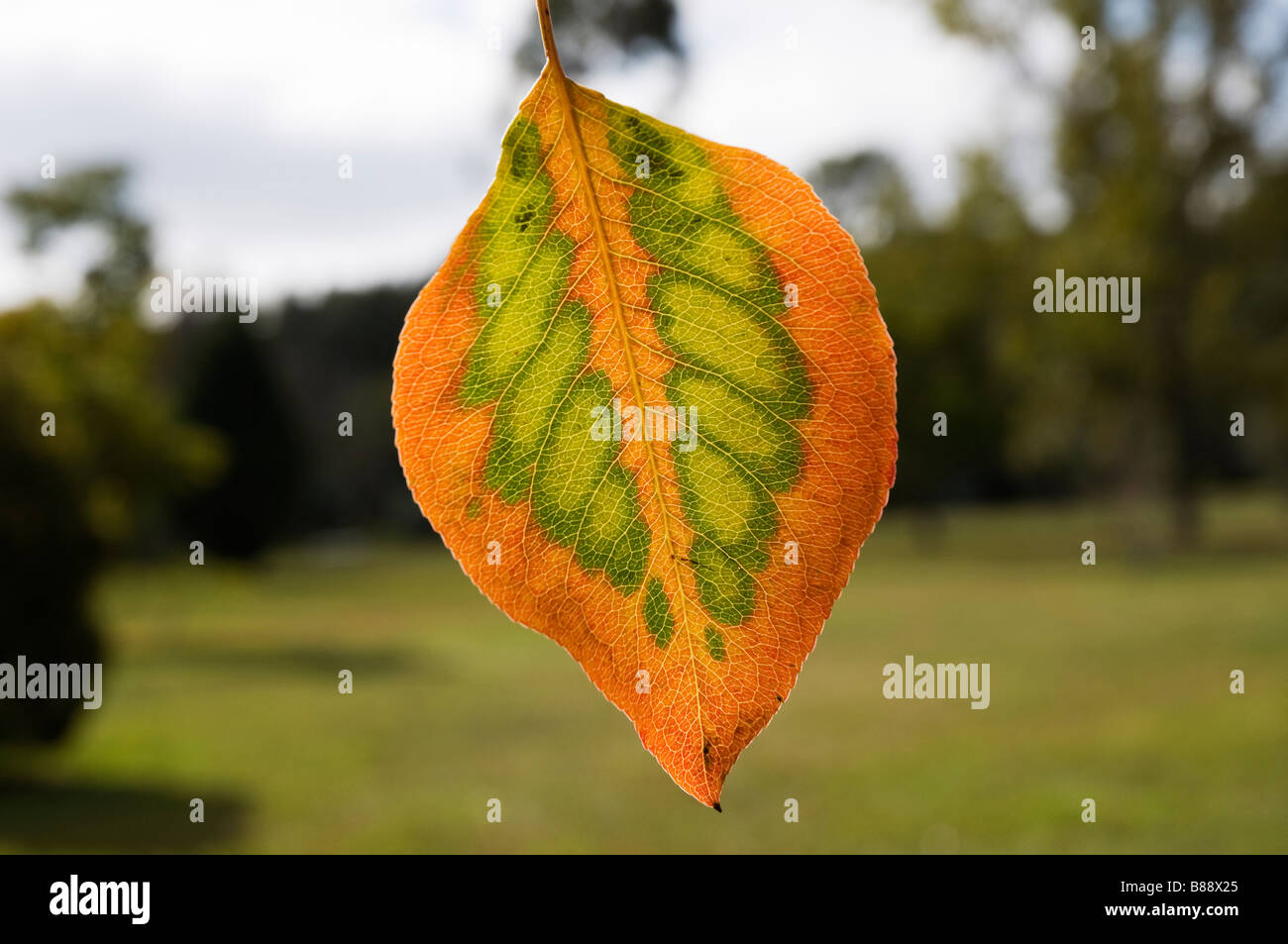 Herbst-Blatt aus Bradford Birnbaum an Kanapaha Botanical Gardens Gainesville Florida Stockfoto