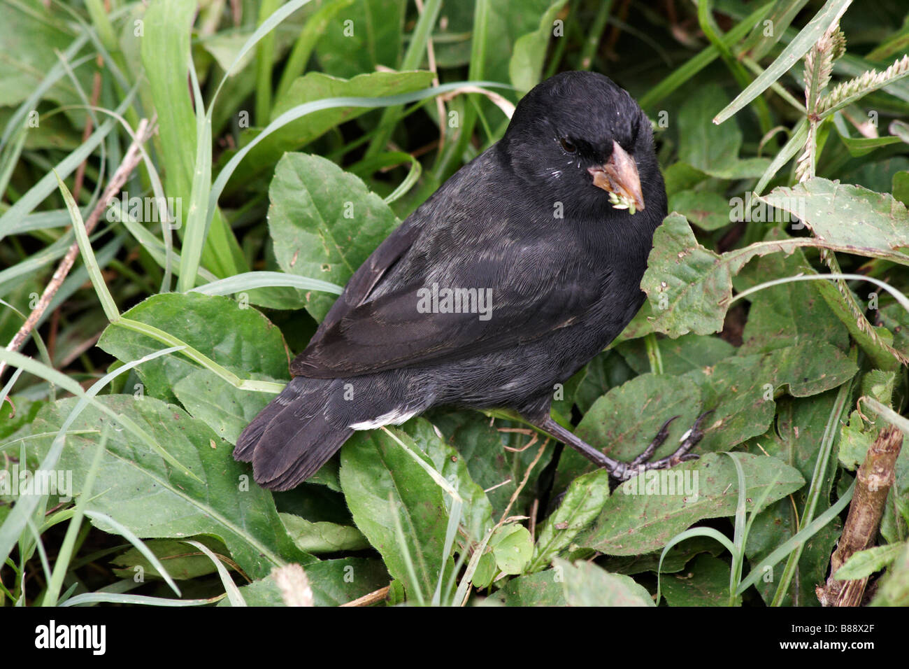 Darwin Grundfinken, Geospiza, mit Bissen von Saatgut in Puerto Ayora, Isla Santa Cruz, Galapagos, Ecuador im September Stockfoto