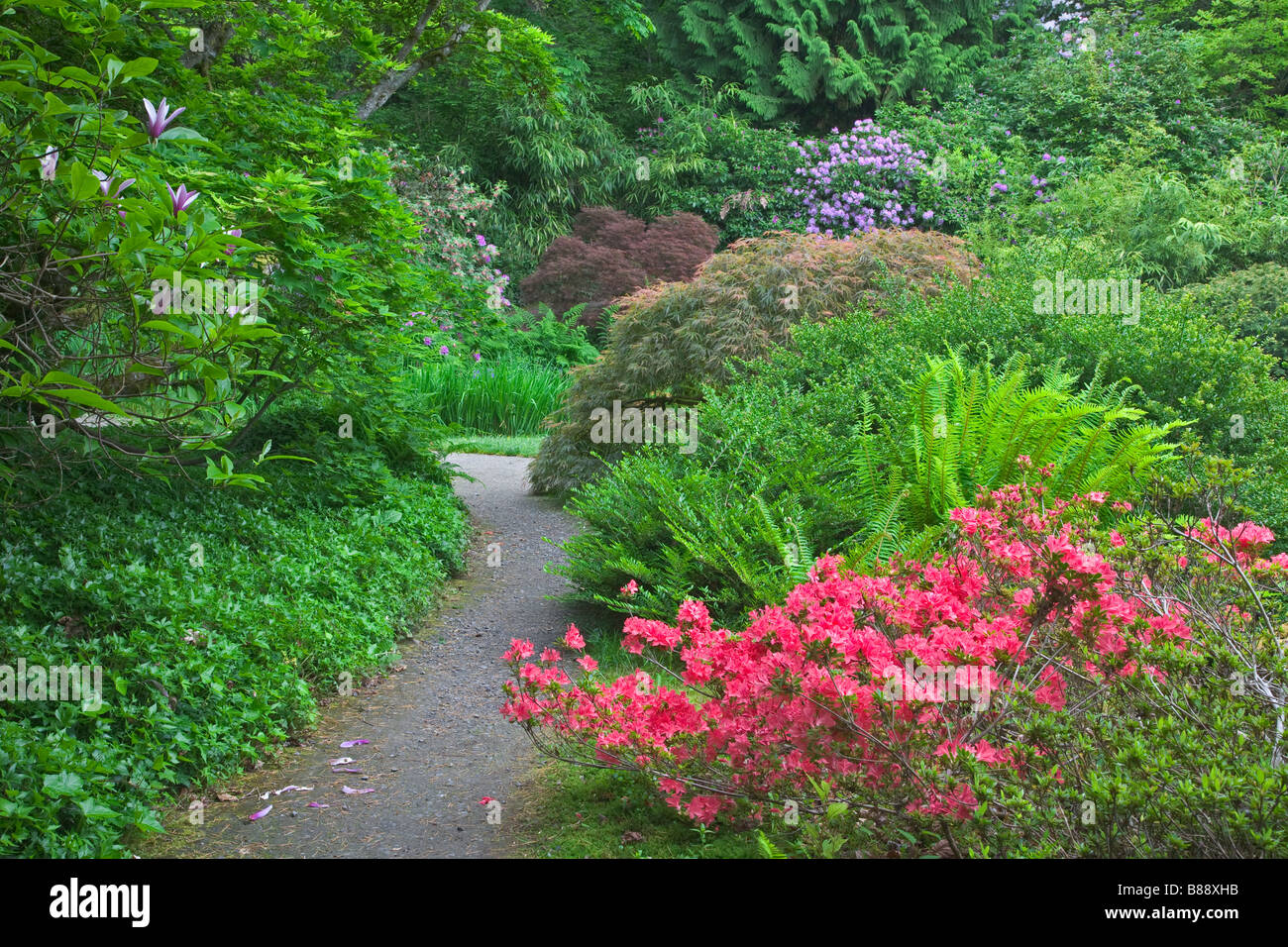 Seattle WA Kubota Garten Stadt Park Schichten von blühenden Sträuchern Farne und Bäume entlang einem Pfad im japanischen Garten Stockfoto