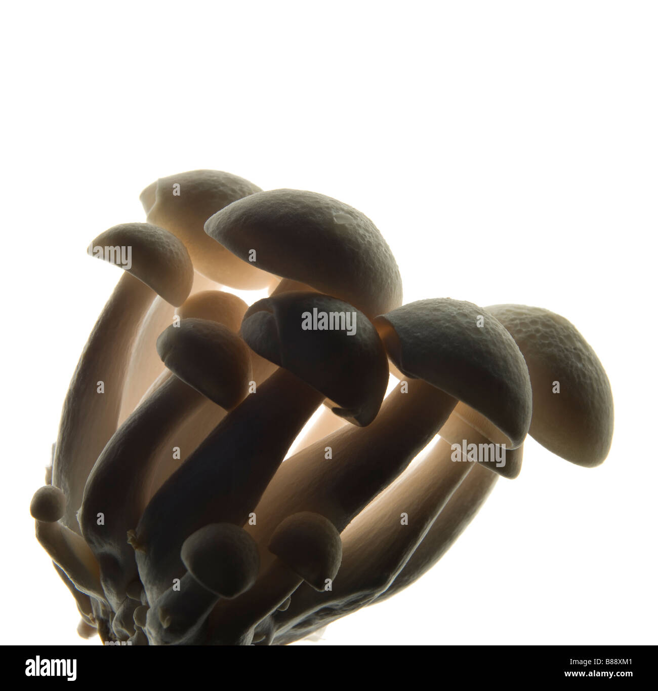 Hon Shimeji Pilze Stockfoto