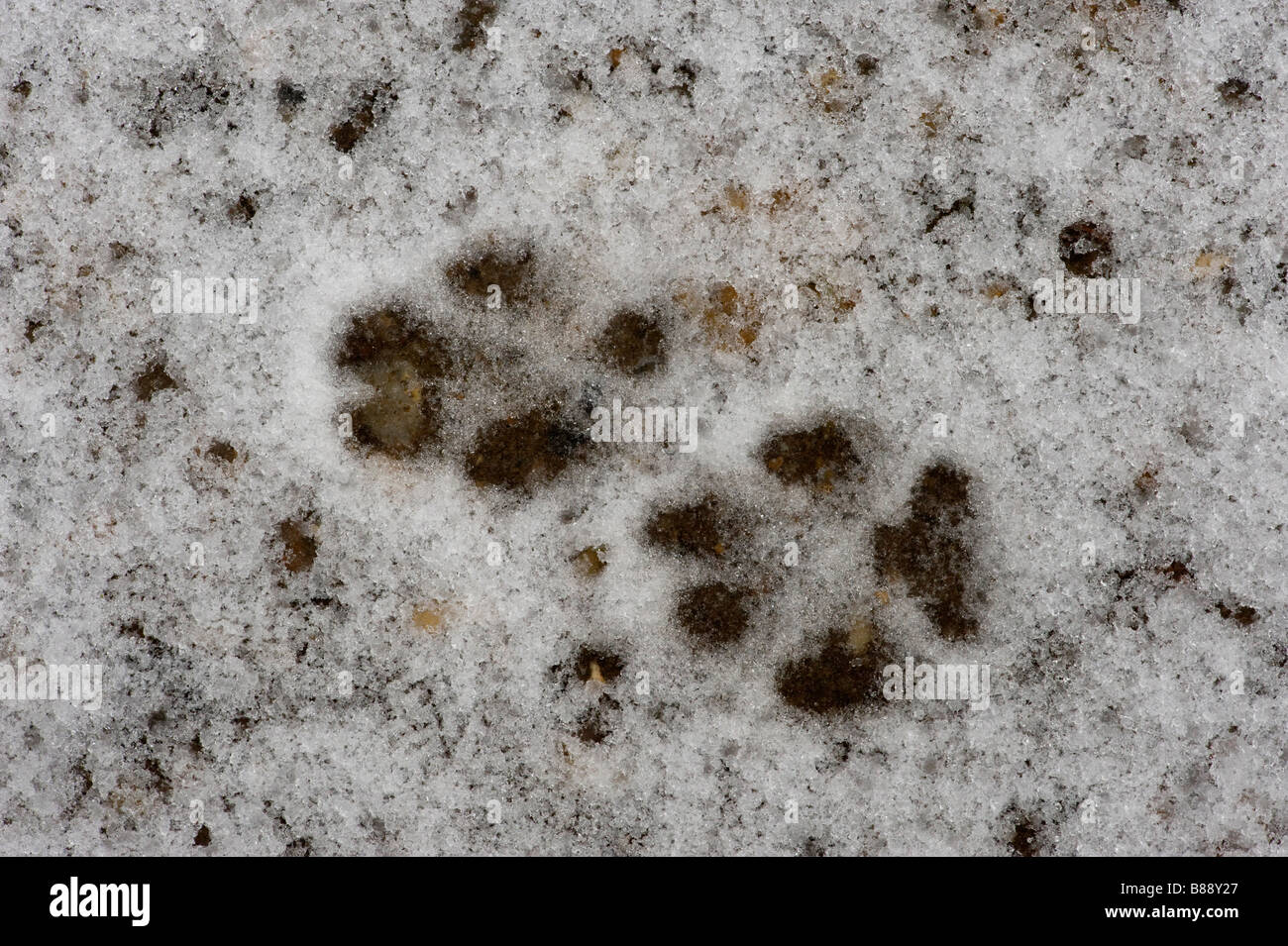 Rotfuchs Vulpes Vulpes Fußspuren im Schnee Stockfoto