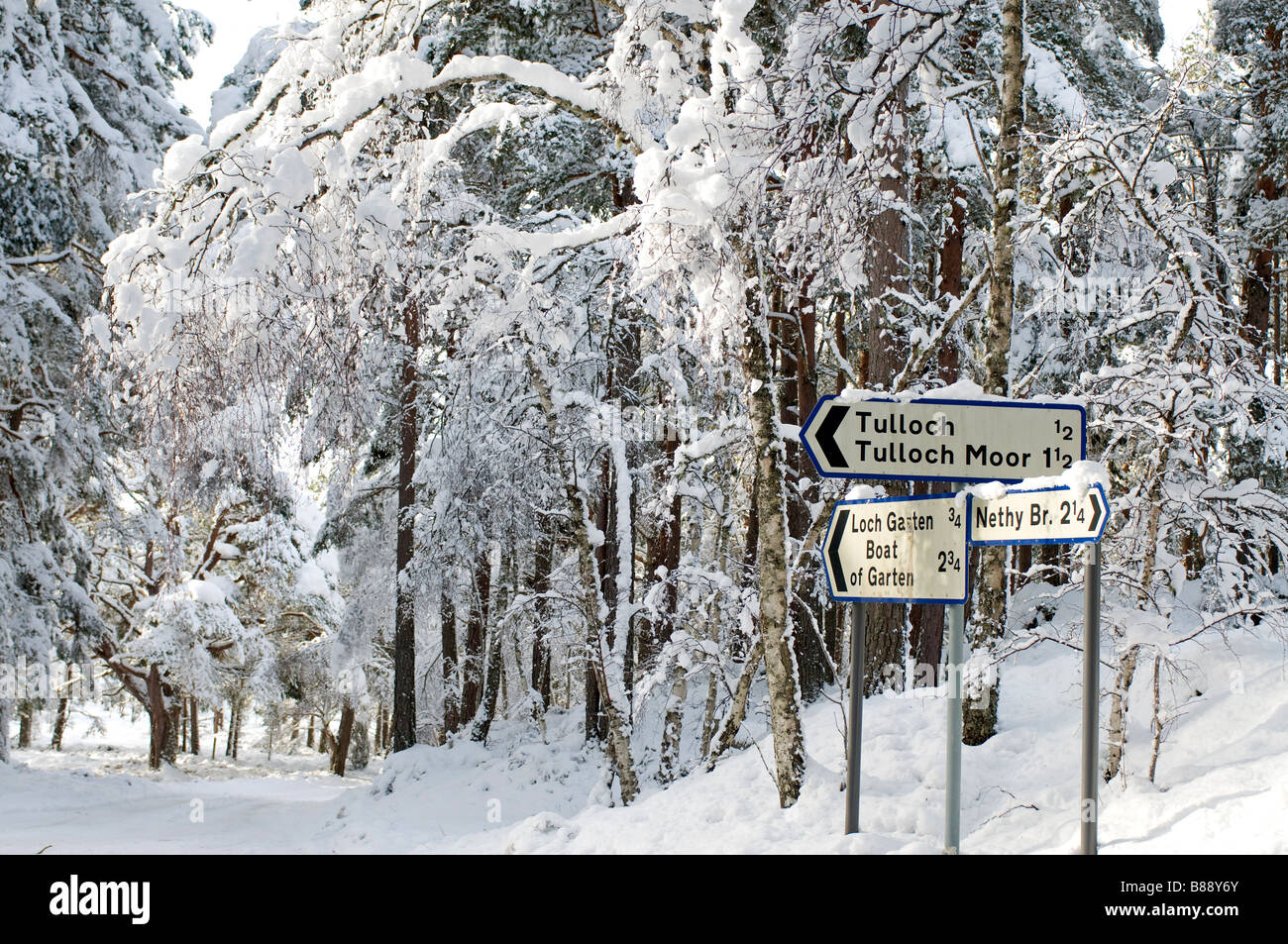 Wald im Winter im Nethybridge in Strathspey Highland Schottland SCO 2092 Stockfoto