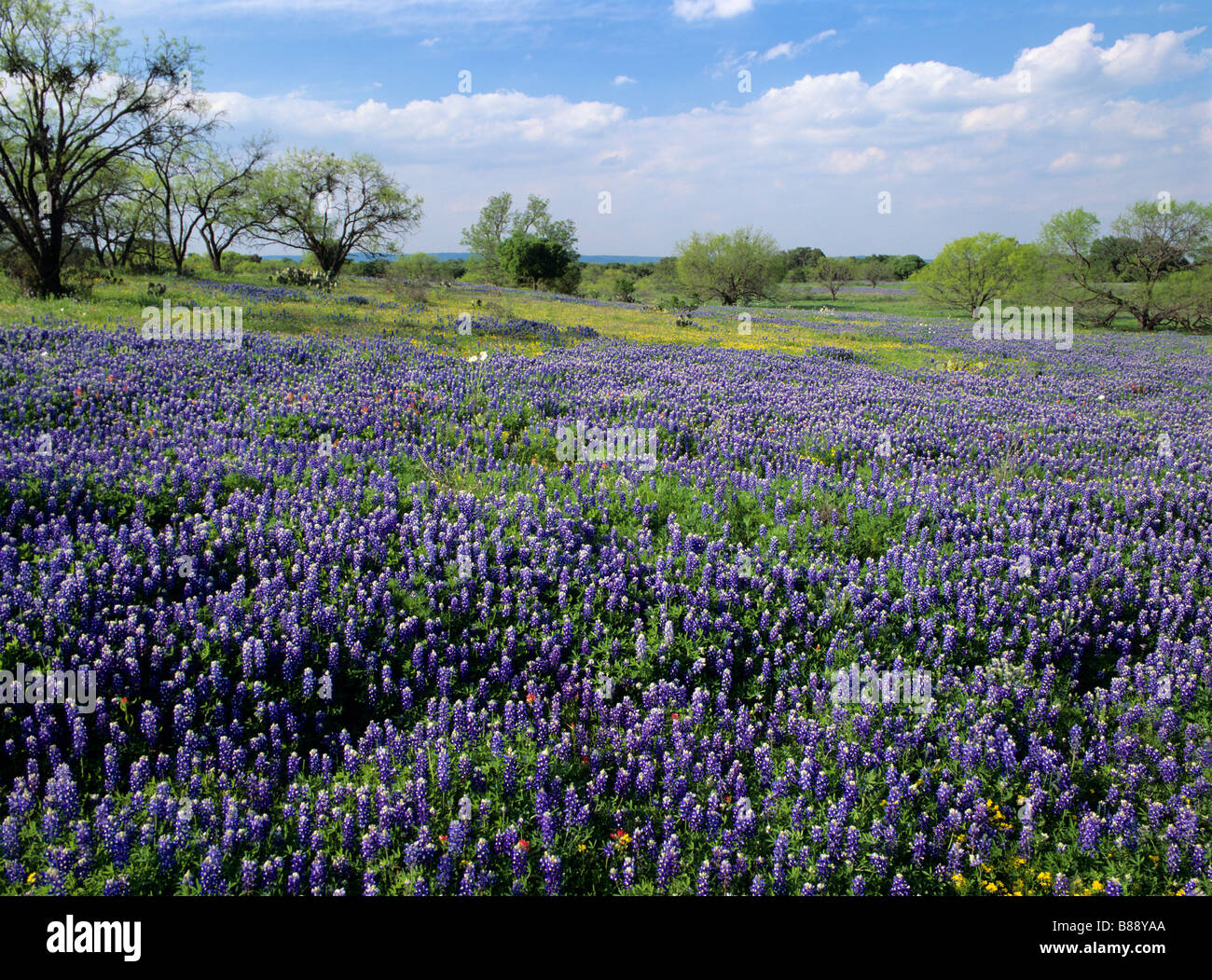 USA, Texas, Llano County. Teppich von Bluebonnet Wildblumen (Lupinus Texensis) deckt ein Feld. Stockfoto