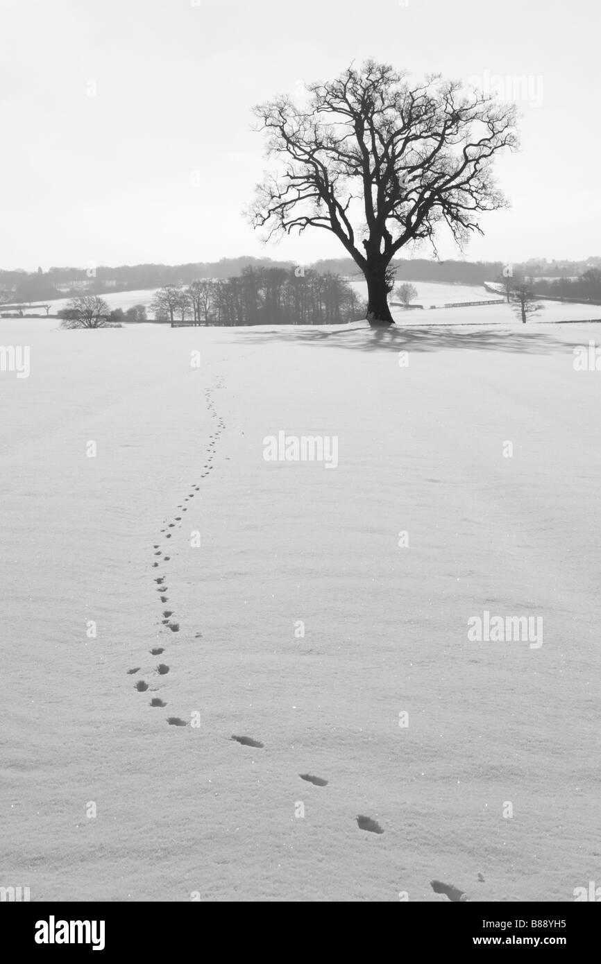 Spuren in Winterlandschaft Stockfoto
