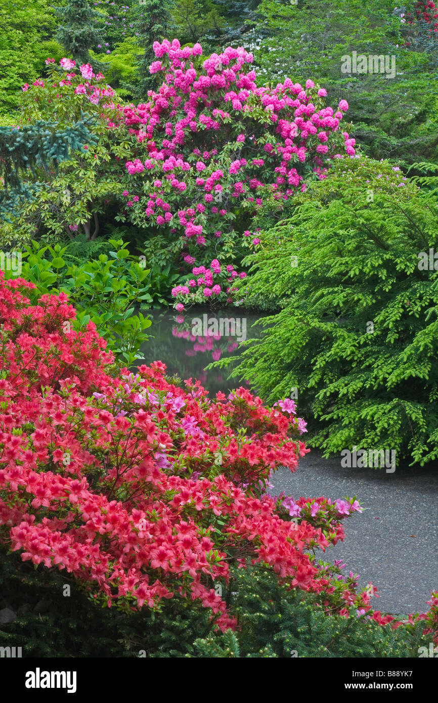 Seattle WA Kubota Garten Stadtpark blühenden Rhododedron und mounded Sträuchern umgeben einen Gang mit einem Gartenteich Stockfoto