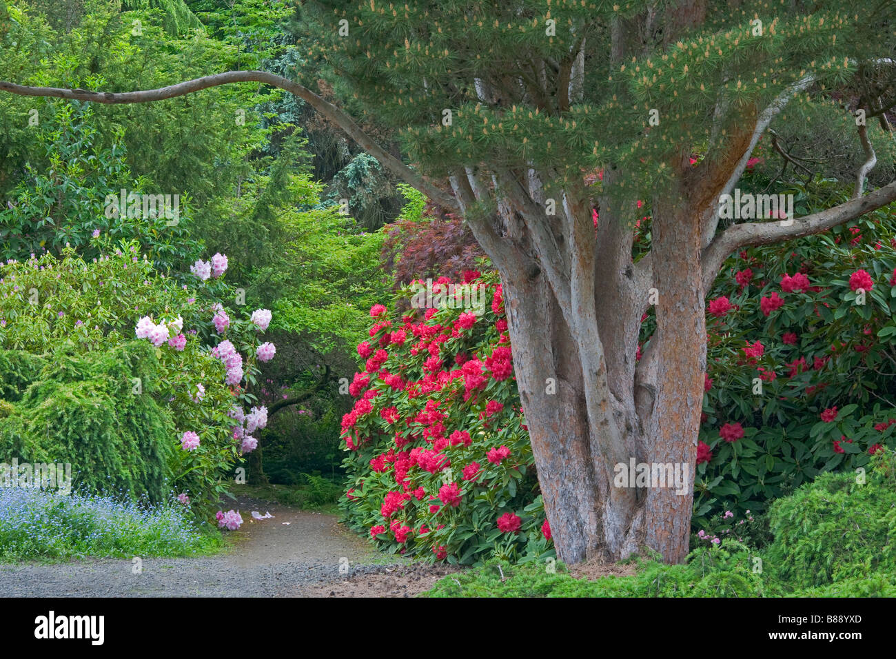 Seattle WA Kubota Garten Stadtpark eine Multi-Bündelfunk-Kiefer und blühenden Rhododendron schützen einen versteckten Pfad Stockfoto