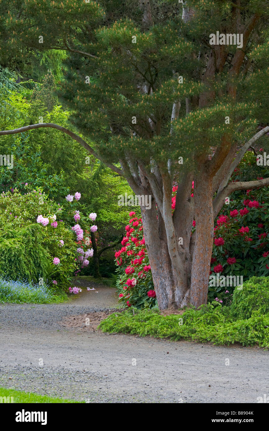 Seattle WA Kubota Garten Stadtpark eine Multi-Bündelfunk-Kiefer und blühenden Rhododendron schützen einen versteckten Pfad Stockfoto