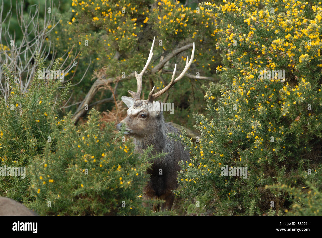 Sika Hirsch Cervus Nippon versteckt im Ginster Stockfoto
