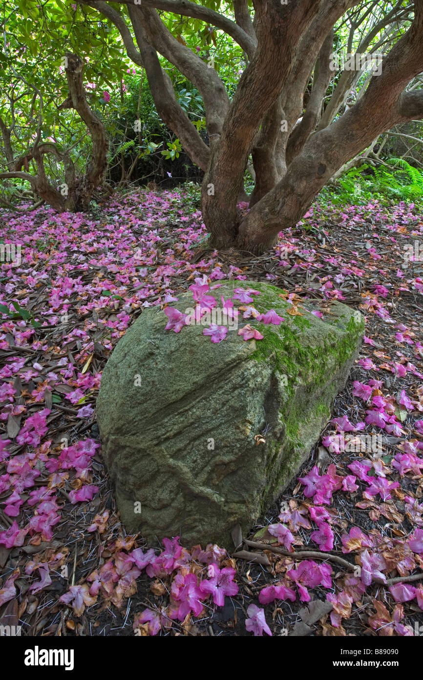 Seattle WA Kubota Garten Stadtpark gefallen rosa Blütenblätter Abdeckung der Boden unter der Rhododendron-Baldachin Stockfoto