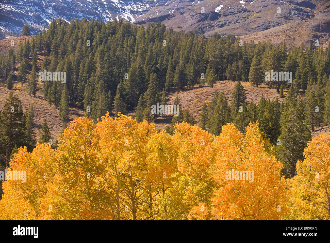 Espe (Populus Tremuloides) Bäume in Herbstfarben Sonora Pass Sierra Nevada in Kalifornien Vereinigte Staaten von Amerika Stockfoto