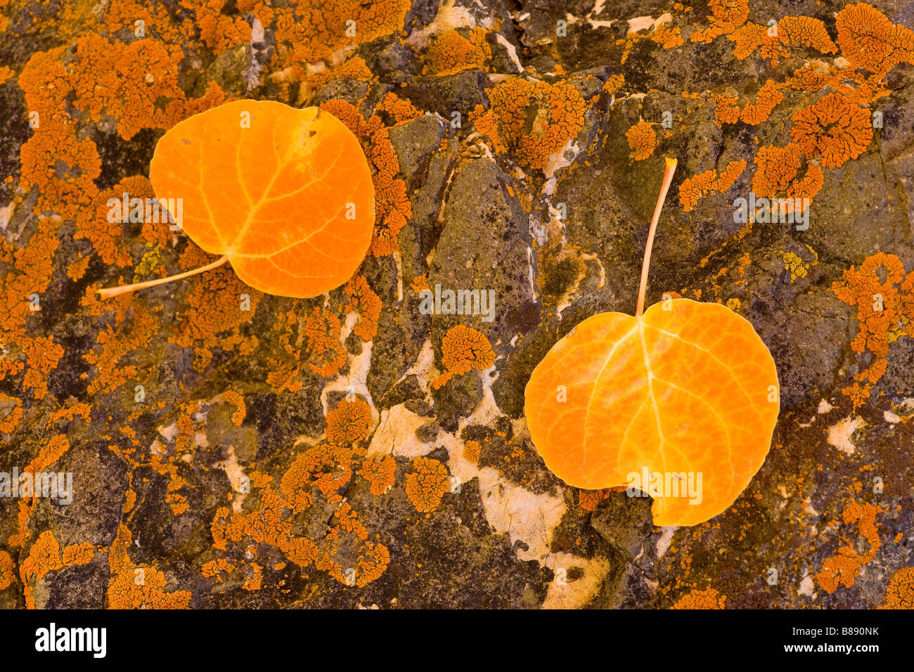 Herbst Espe (Populus Tremuloides) Baum Blätter auf Flechten bedeckt Rock Sonora Pass Berge der Sierra Nevada in Kalifornien Stockfoto