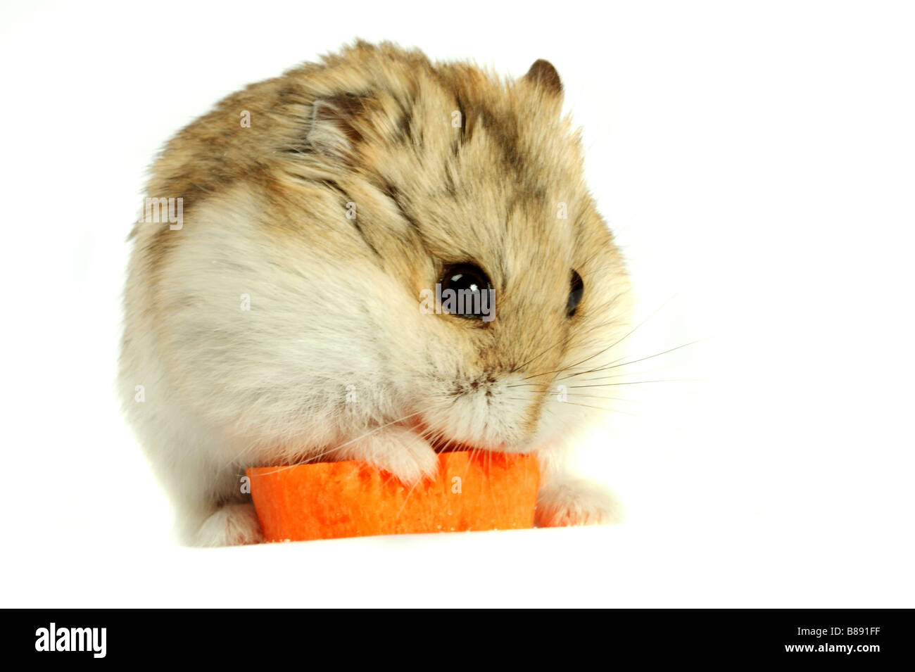 Kleine Hamster auf weißem Hintergrund Stockfoto