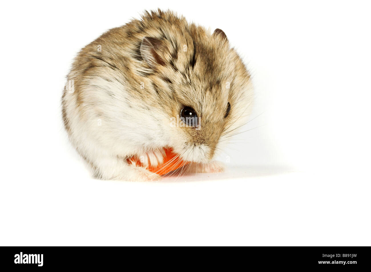 Kleine Hamster auf weißem Hintergrund Stockfoto