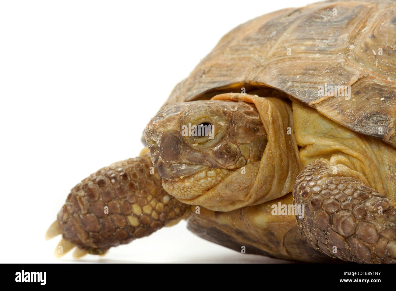 Junge Überland Schildkröte auf weißem Hintergrund Stockfoto