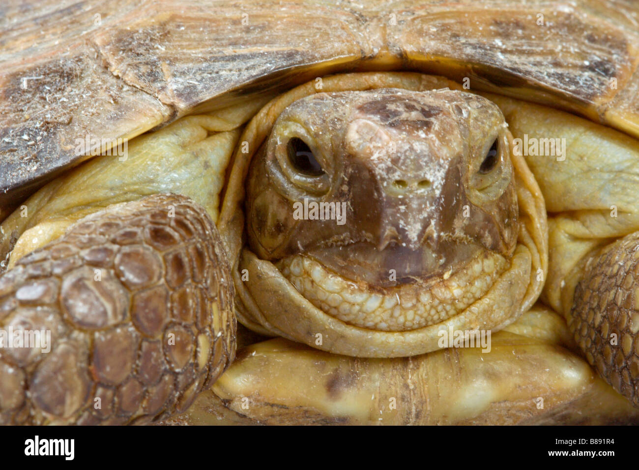 Junge Überland Schildkröte Stockfoto